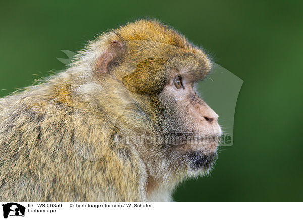 Berberaffe / barbary ape / WS-06359