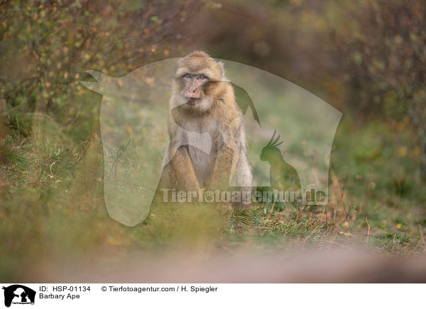 Barbary Ape / HSP-01134