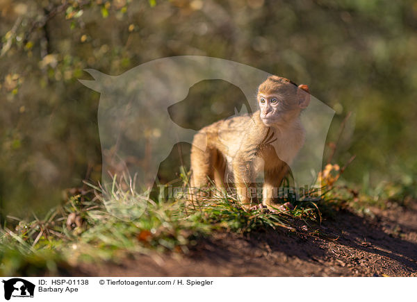 Berberaffe / Barbary Ape / HSP-01138