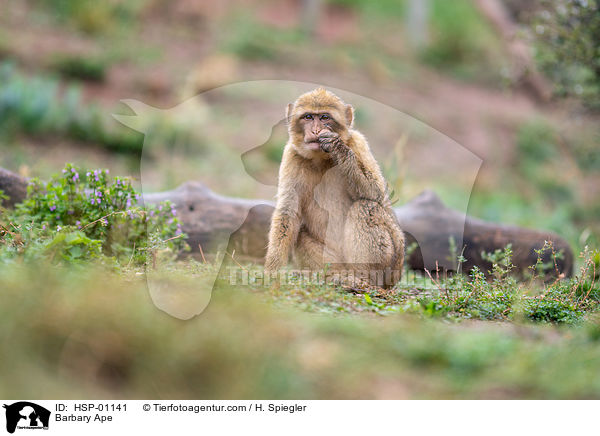 Barbary Ape / HSP-01141