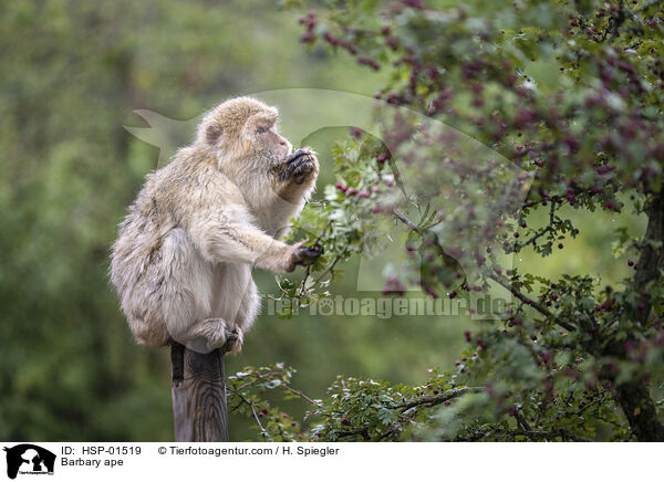 Berberaffe / Barbary ape / HSP-01519