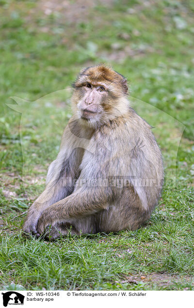 barbary ape / WS-10346