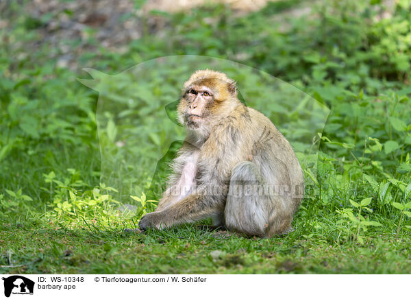 Berberaffe / barbary ape / WS-10348