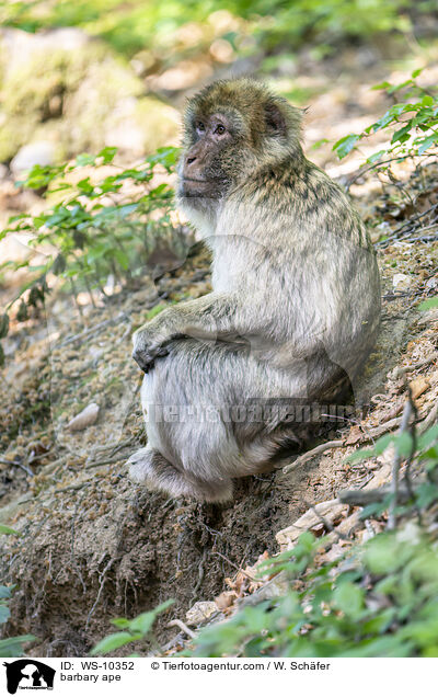 barbary ape / WS-10352