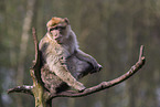 barbary ape