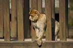 barbary ape