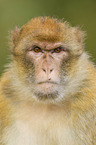 barbary ape