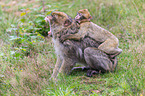 barbary apes