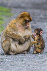 barbary apes