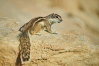 Barbary ground squirrel