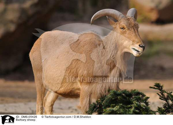 Mhnenspringer / Barbary sheep / DMS-05426