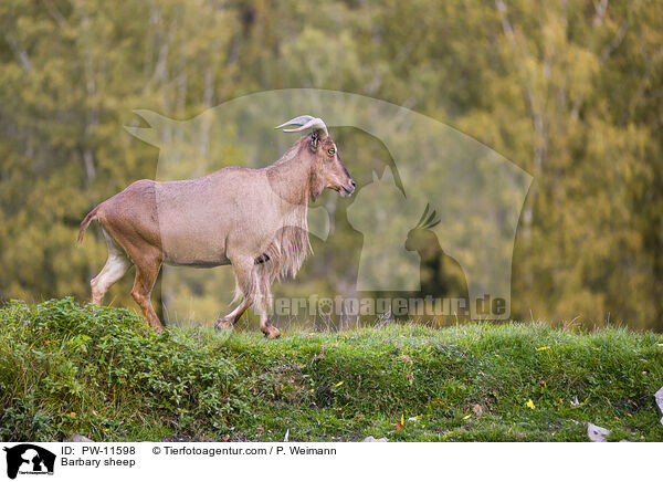 Mhnenspringer / Barbary sheep / PW-11598