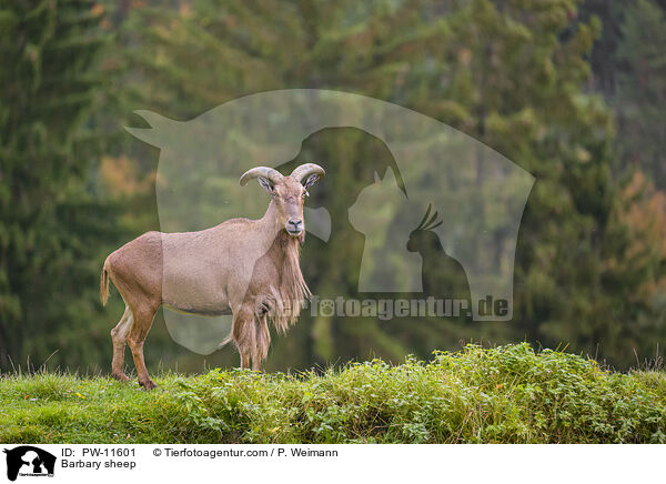 Barbary sheep / PW-11601