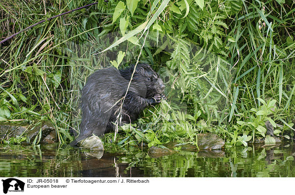 Europischer Biber / European beaver / JR-05018