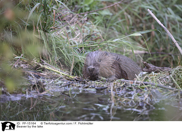 Biber am See / Beaver by the lake / FF-15164