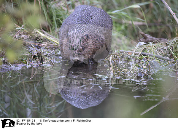 Biber am See / Beaver by the lake / FF-15168