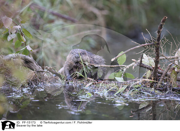 Biber am See / Beaver by the lake / FF-15173