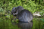 European beaver