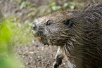 beaver