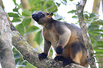 Bennett's tree-kangaroo