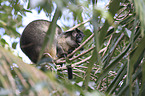 Bennett's tree-kangaroos