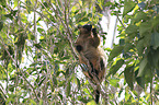 Bennett's tree-kangaroo