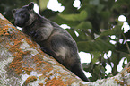 Bennett's tree-kangaroo