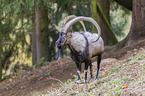 bezoar ibex