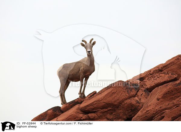 Dickhornschaf / bighorn sheep / FF-02844