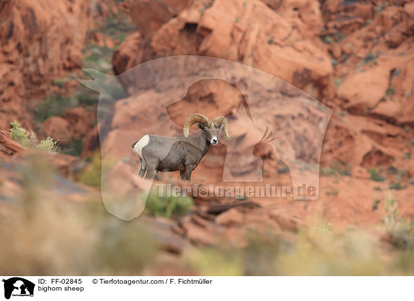 Dickhornschaf / bighorn sheep / FF-02845