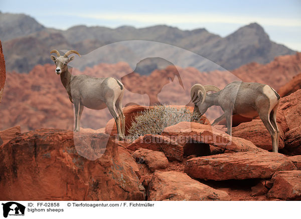 Dickhornschafe / bighorn sheeps / FF-02858