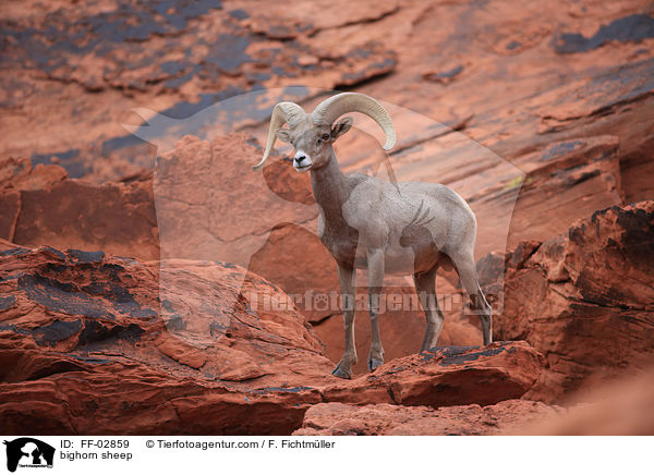 Dickhornschaf / bighorn sheep / FF-02859