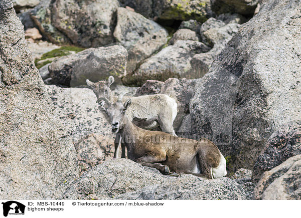 Dickhornschafe / bighorn sheeps / MBS-10449