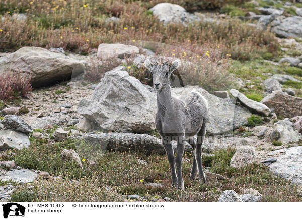 Dickhornschaf / bighorn sheep / MBS-10462