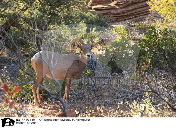 Dickhornschaf / bighorn sheep / FF-03186