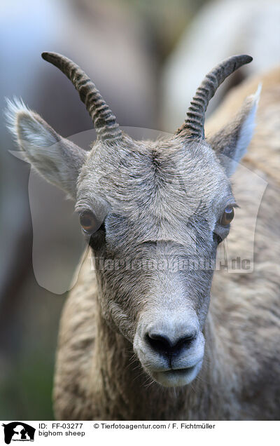 Dickhornschaf / bighorn sheep / FF-03277