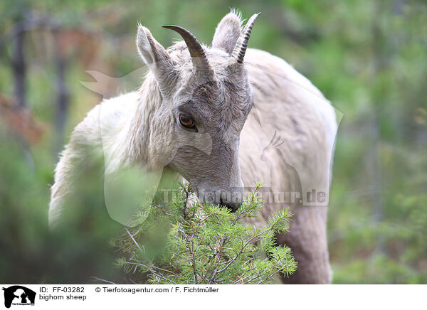 Dickhornschaf / bighorn sheep / FF-03282