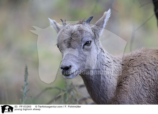 junges Dickhornschaf / young bighorn sheep / FF-03283