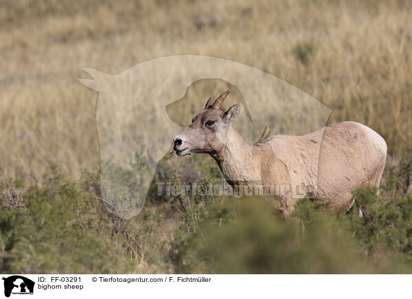 Dickhornschaf / bighorn sheep / FF-03291