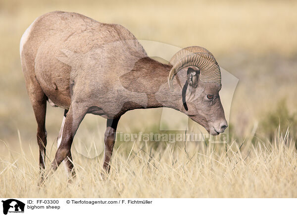 Dickhornschaf / bighorn sheep / FF-03300