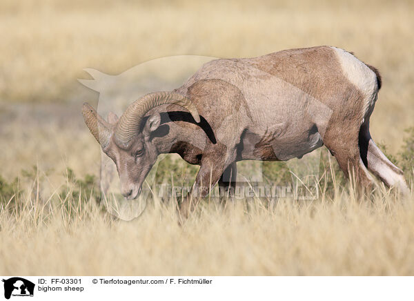 Dickhornschaf / bighorn sheep / FF-03301