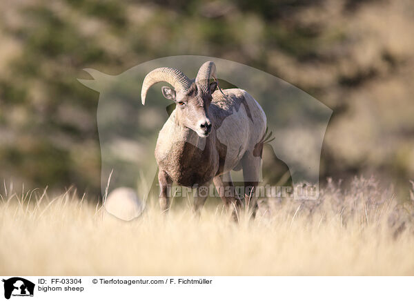 Dickhornschaf / bighorn sheep / FF-03304