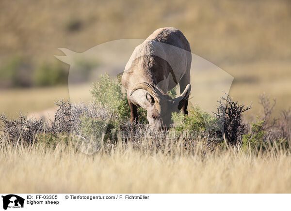 Dickhornschaf / bighorn sheep / FF-03305