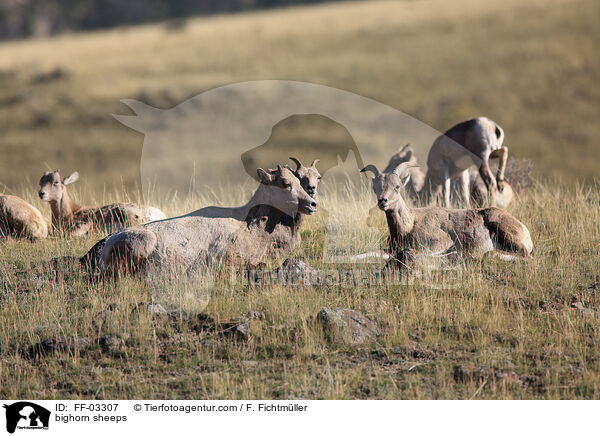 Dickhornschafe / bighorn sheeps / FF-03307