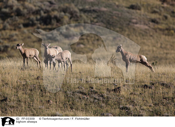 Dickhornschafe / bighorn sheeps / FF-03309