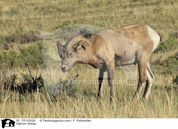 Dickhornschaf / bighorn sheep / FF-03329