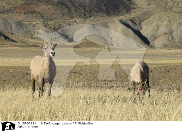 Dickhornschafe / bighorn sheeps / FF-03331