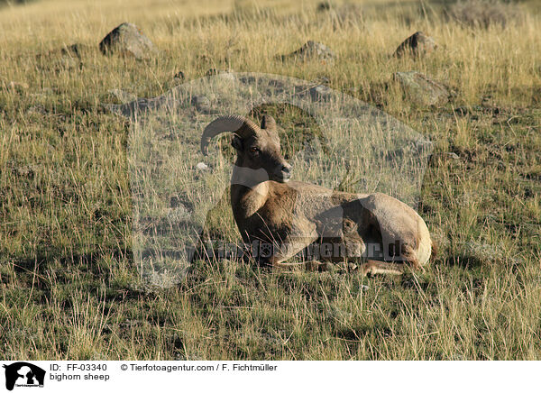 Dickhornschaf / bighorn sheep / FF-03340