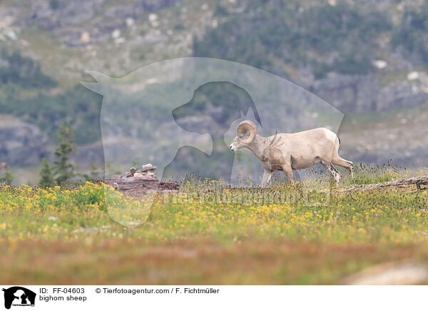 Dickhornschaf / bighorn sheep / FF-04603
