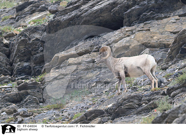 Dickhornschaf / bighorn sheep / FF-04604